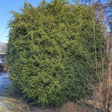 Eibe-ungeschnitten Eibe in Kugelform zu schneiden vorher