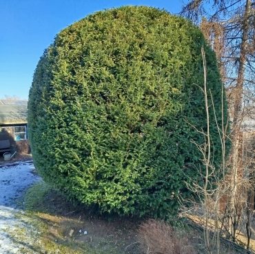 Kugelbusch Eibe in Kugelform zu schneiden nachher