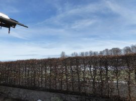 Buchen Hecke Rückschnitt im Winter nachher