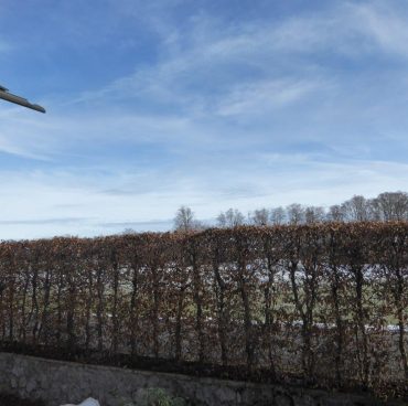 Buchen-hecke-winterschnitt Buchen Hecke Rückschnitt im Winter nachher