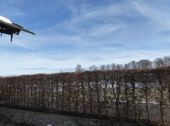 Buchen Hecke Rückschnitt im Winter nachher