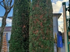 Thuja Bäume in Hinkelstein Form