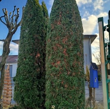 Thuje Bäume in Hinkelsteinform Thuje Bäume in Hinkelsteinform