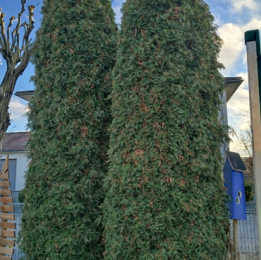 Thuje Bäume in Hinkelsteinform vorher Thuje Bäume in Hinkelsteinform vorher