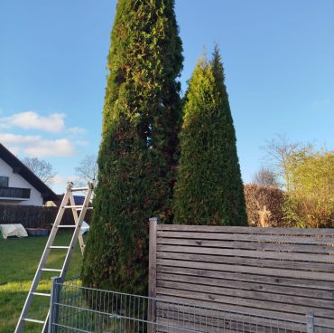 Thujen Baum Paar Kegelschnitt Thujen-Baumpaar im Kegelschnitt nachher