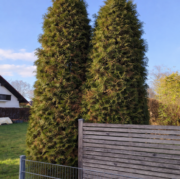 Thujen Baum Paar Kegelschnitt vorher Thujen-Baumpaar im Kegelschnitt vorher