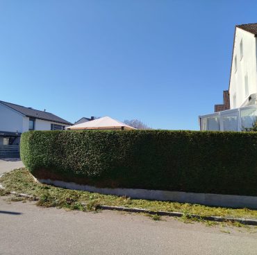 Thujen Hecke im Bogen um die Ecke Thujen Hecke im Bogen um die Ecke nachher