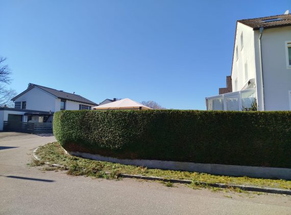 Thujen Hecke im Bogen um die Ecke nachher