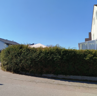 Thujen Hecke im Bogen um die Ecke vorher Thujen Hecke im Bogen um die Ecke vorher