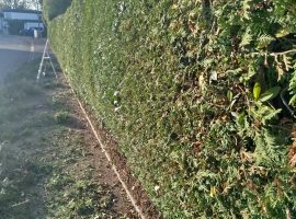 Sehr lange und hohe Thujen Hecke nacher