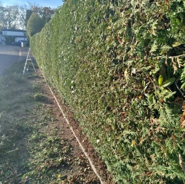 Thujen Hecke sehr lan und hoch Sehr lange und hohe Thujen Hecke nacher