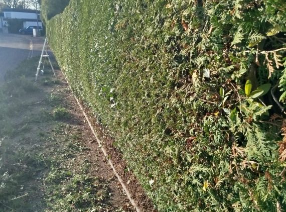 Sehr lange und hohe Thujen Hecke nacher