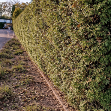 Thujen Hecke sehr lang und hoch vorher Sehr lange und hohe Thujen Hecke vorher