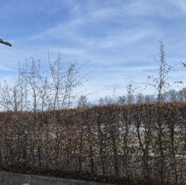 buchen-hecke-vorher Buchen Hecke Rückschnitt im Winter vorher