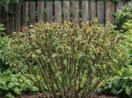 Rosenbusch mit Winterschnitt 1