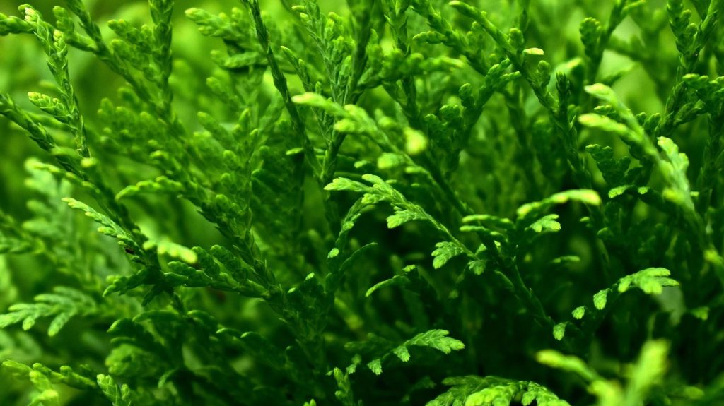 Hecke richtig schneiden 4 Grüne Thuja-Hecke mit feinen Blättern