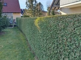 Thuja Hecke nachher