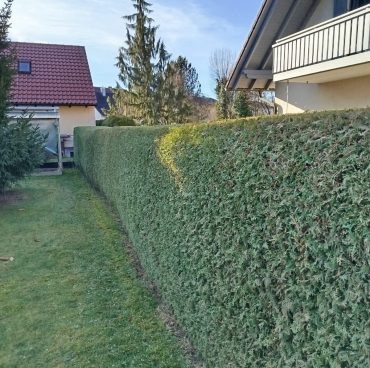thuje-hecke Thuja Hecke nachher