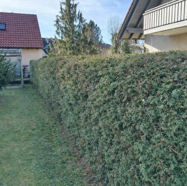 thujen-hecke-vorher Thuja Hecke vorher