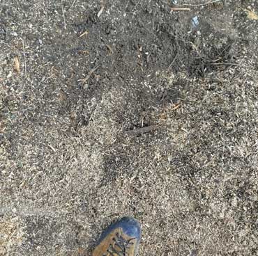 Baumstumpf-fräsen-nachher Baumstumpf fräsen nachher