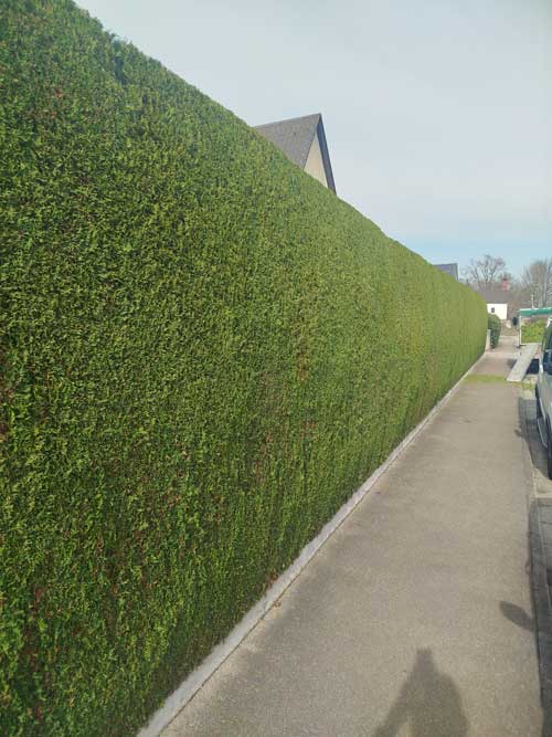 Hecke schneiden 1 Hecke schneiden