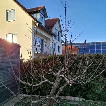 Apfelbaum beschnitten
