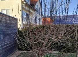 Apfelbaum ungeschnitten