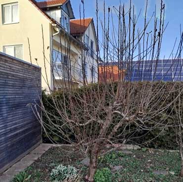 Apfelbaum ungeschnitten