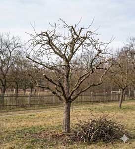 Baumschnitt & Pflege 2 Baumschnitt & Pflege 1