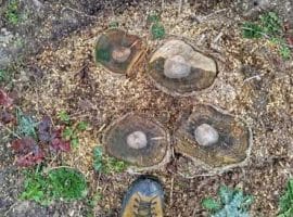 Baumstumpf entfernen München 2