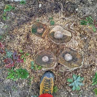 baumstumpf-fräsen-vorher baumstumpf-fräsen-vorher