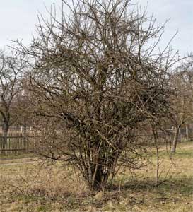 Baumschnitt & Pflege 1 Baumschnitt & Pflege