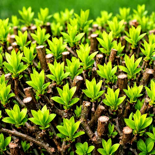 Hecke schneiden Zeitpunkt 2 Hecke schneiden Zeitpunkt