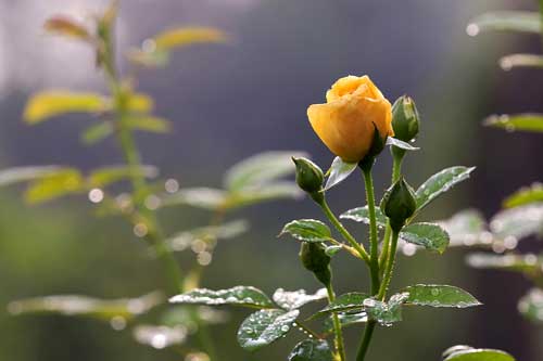 Ratgeber 5 Ratgeber 2