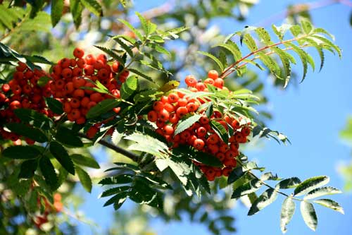 Ratgeber 4 Feuerdorn-Ast mit Beeren