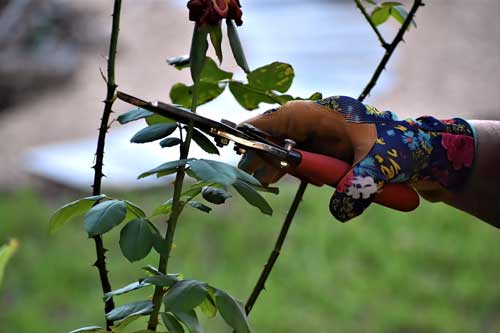 Rosenschnitt & Pflege 1 Rosenschnitt & Pflege