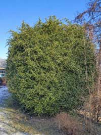 Strauchschnitt & Verjüngung 1 Eibe ungeschnitten (vorher)