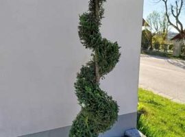 Spiralthuja Formschnitt in Schweitenkirchen 8 Spiralthuja Formschnitt nachher