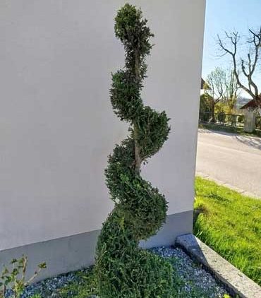 Spiralthuja Formschnitt nachher