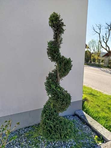 Spiralthuja-nachher Spiralthuja Formschnitt nachher