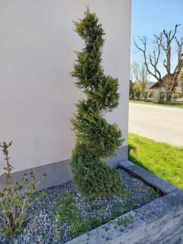 Spiralthuja-vorher Spiralthuja Formschnitt vorher