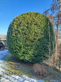 Strauchschnitt & Verjüngung 2 Eibe geschnitten (nachher)