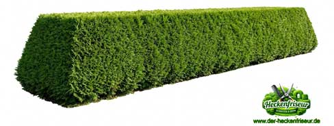 Hecke richtig schneiden