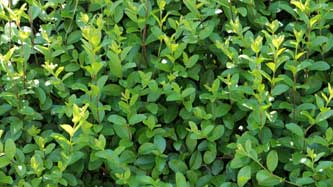 Hecke richtig schneiden 5 Ligusterhecke Ausschnitt