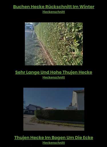 Hecke richtig schneiden 7 Projekte Seite mit Beispielen