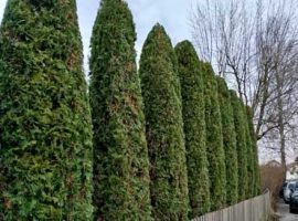 Säulen-Thujen schneiden in Wessiszell/Dasing 4 Säulen-Thujen in Wessiszel bei Dasing. Nachher Bild
