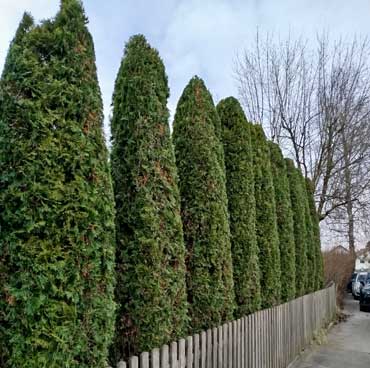 saeulenthujen-nachher Säulen-Thujen in Wessiszel bei Dasing. Nachher Bild