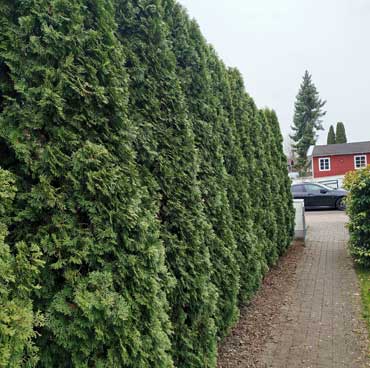 saeulenthujen-vorher Säulen-Thujen in Wessiszel bei Dasing. Vorher Bild