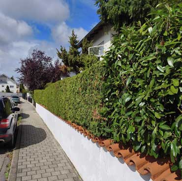 thuja 1 nachher