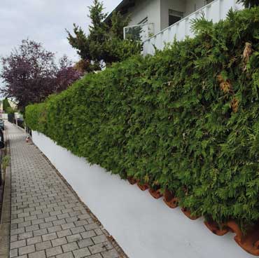thuja 1 ingolstadt